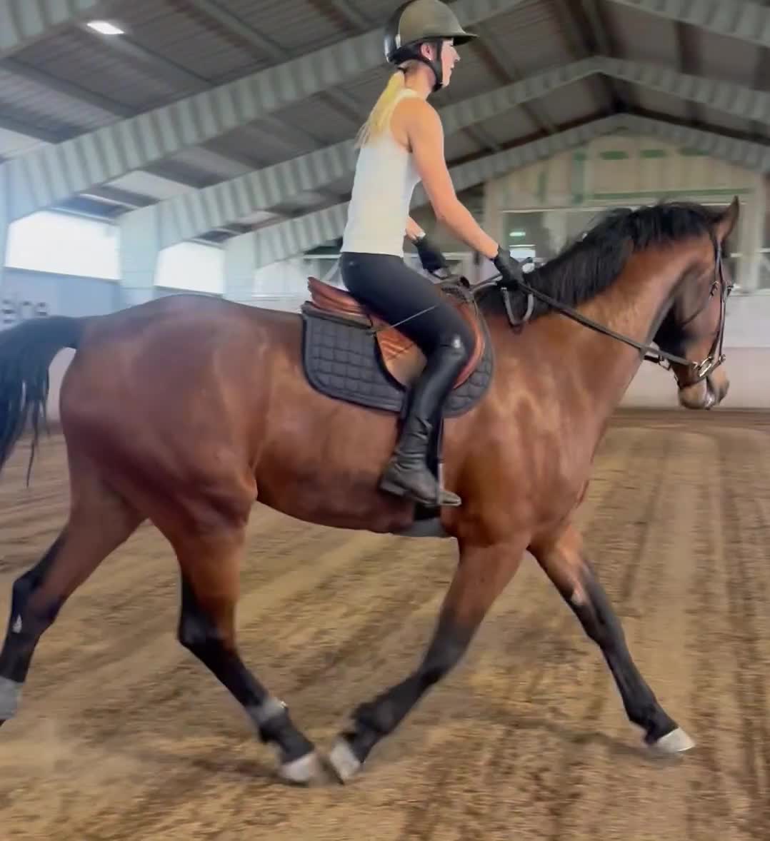 Allround hästar till salu: Stor fin ridhäst 🌟 - Video 4