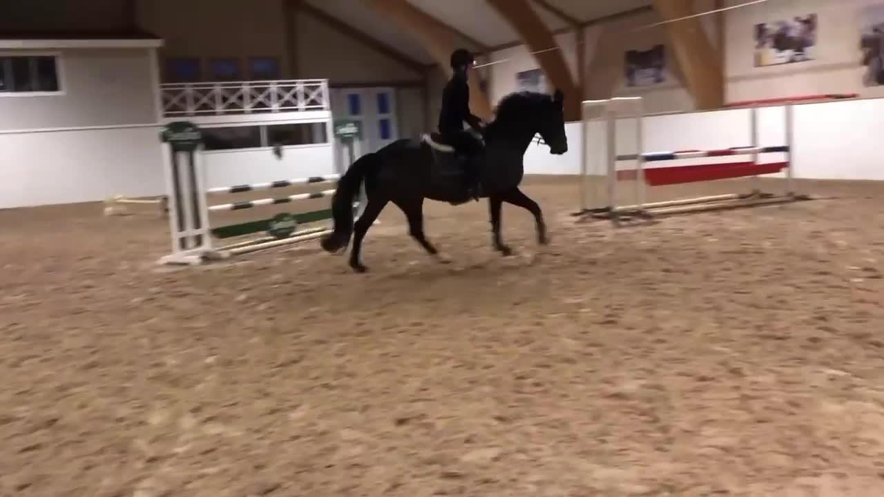 Hoppning hästar till salu: Tillfälle att köpa en riktigt fin häst  - Video 1
