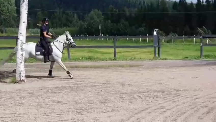 Allround hästar till salu: Unghäst som blir det du gör han till i Sundsvall - Video 5