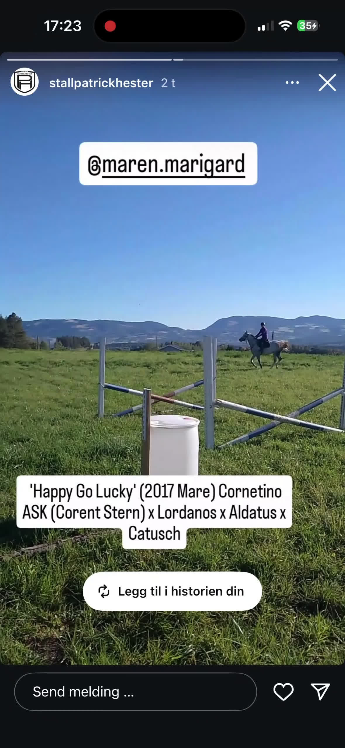 Hoppning hästar sökes: søker hest - Video 2