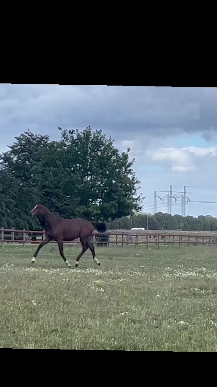 Dressyr hästar till salu: Sto e: For Romance I! i Hörby - Video 1