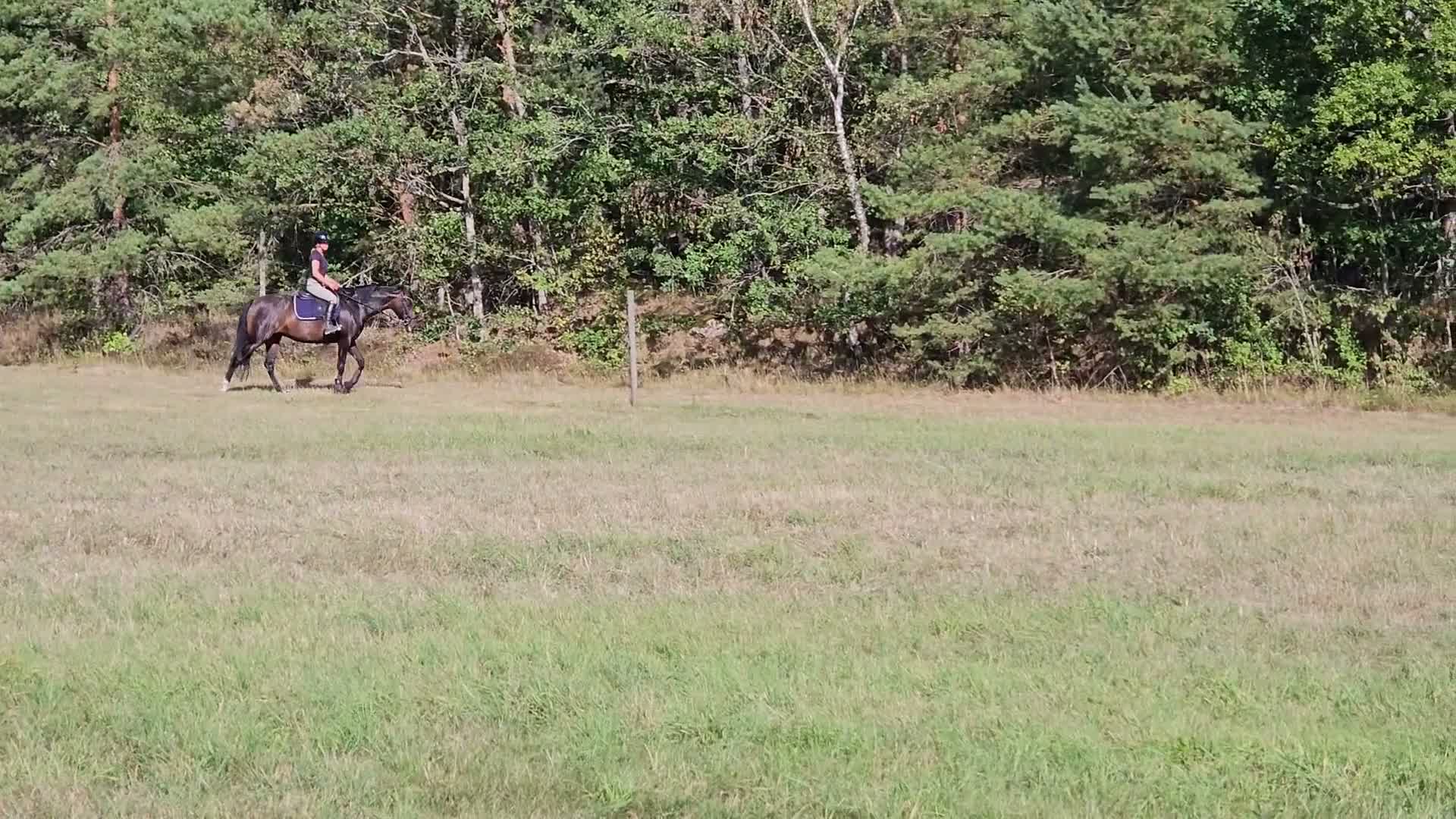 Allround hästar till salu: Hispano-arab med stort hjärta - Video 2