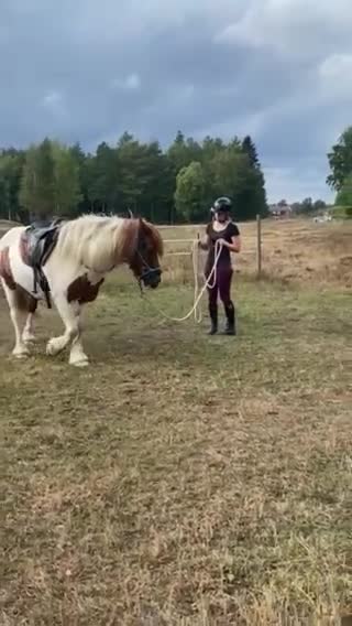 Allround hästar till salu: Charmtrollet Bombibitt, D-ponny  - Video 1
