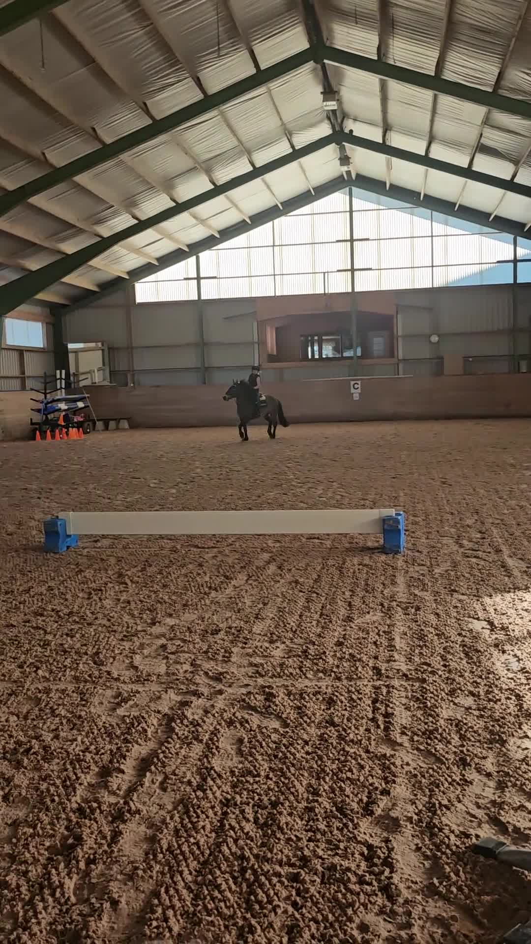 Allround hästar till salu: Dynamit Harry  - Video 1