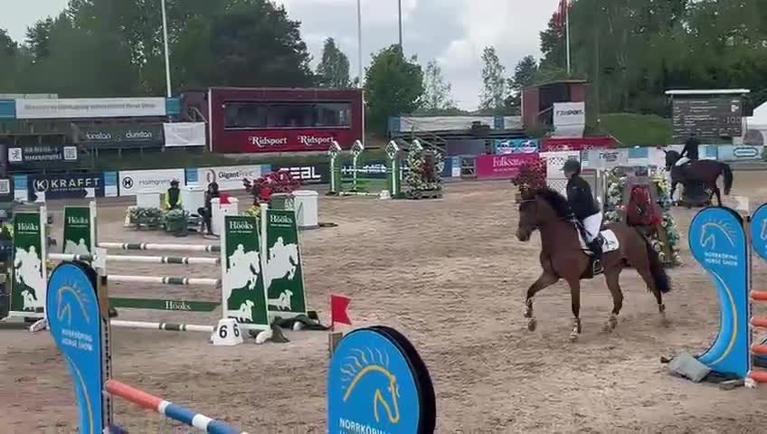 Hoppning hästar till salu: Trevlig valack för framtiden!  - Video 1