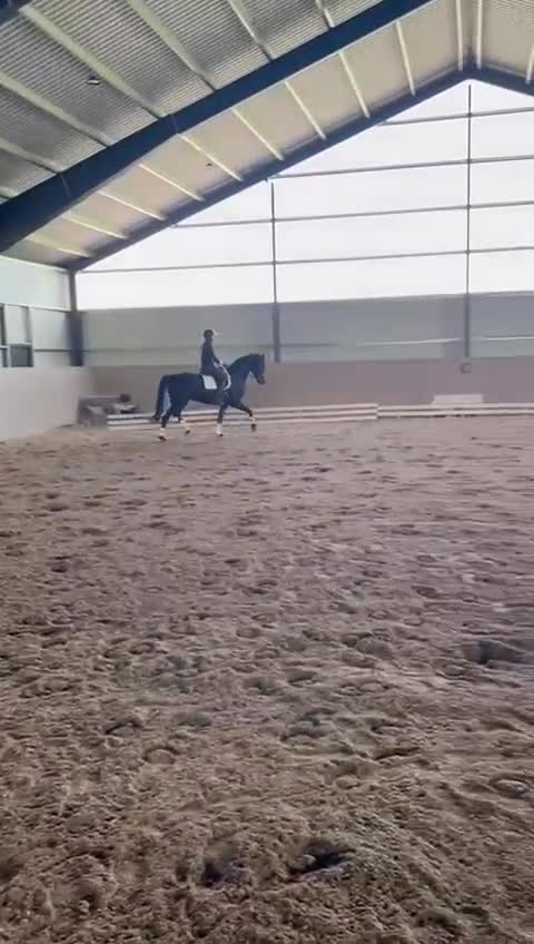 Dressyr hästar till salu: Unghäst e. Furstenball  - Video 2