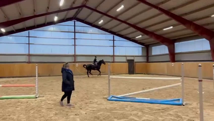 Hoppning hästar till salu: Häftigt sto med kapacitet  - Video 2