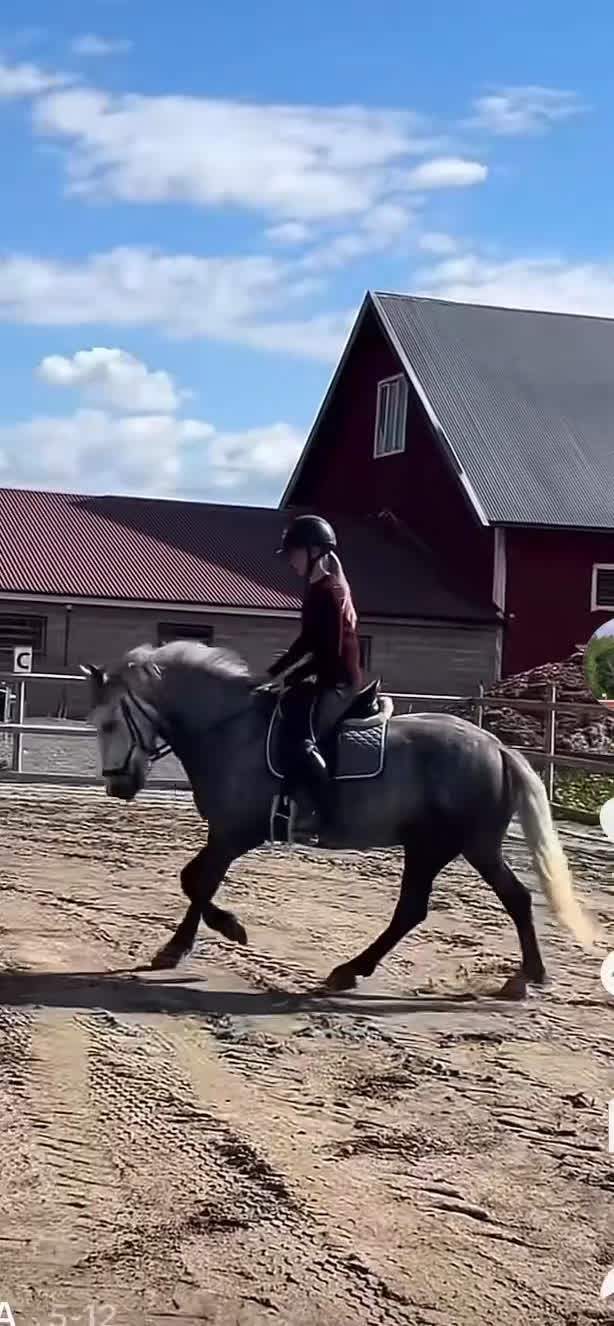 Hoppning hästar till salu: Tävlingskompis och bästa vän  i Skärblacka - Video 2
