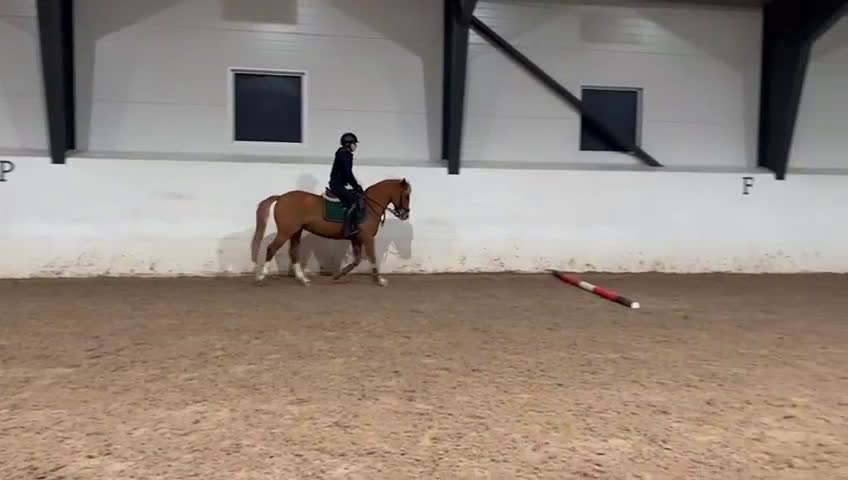 Hoppning hästar till salu: Snäll & snygg c-ponny som gått de stora klasserna - Video 3