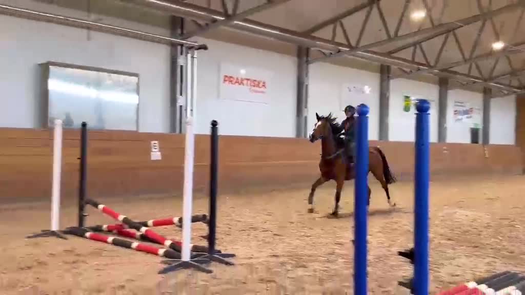 Hoppning hästar till salu: Trevligt sto - Video 1