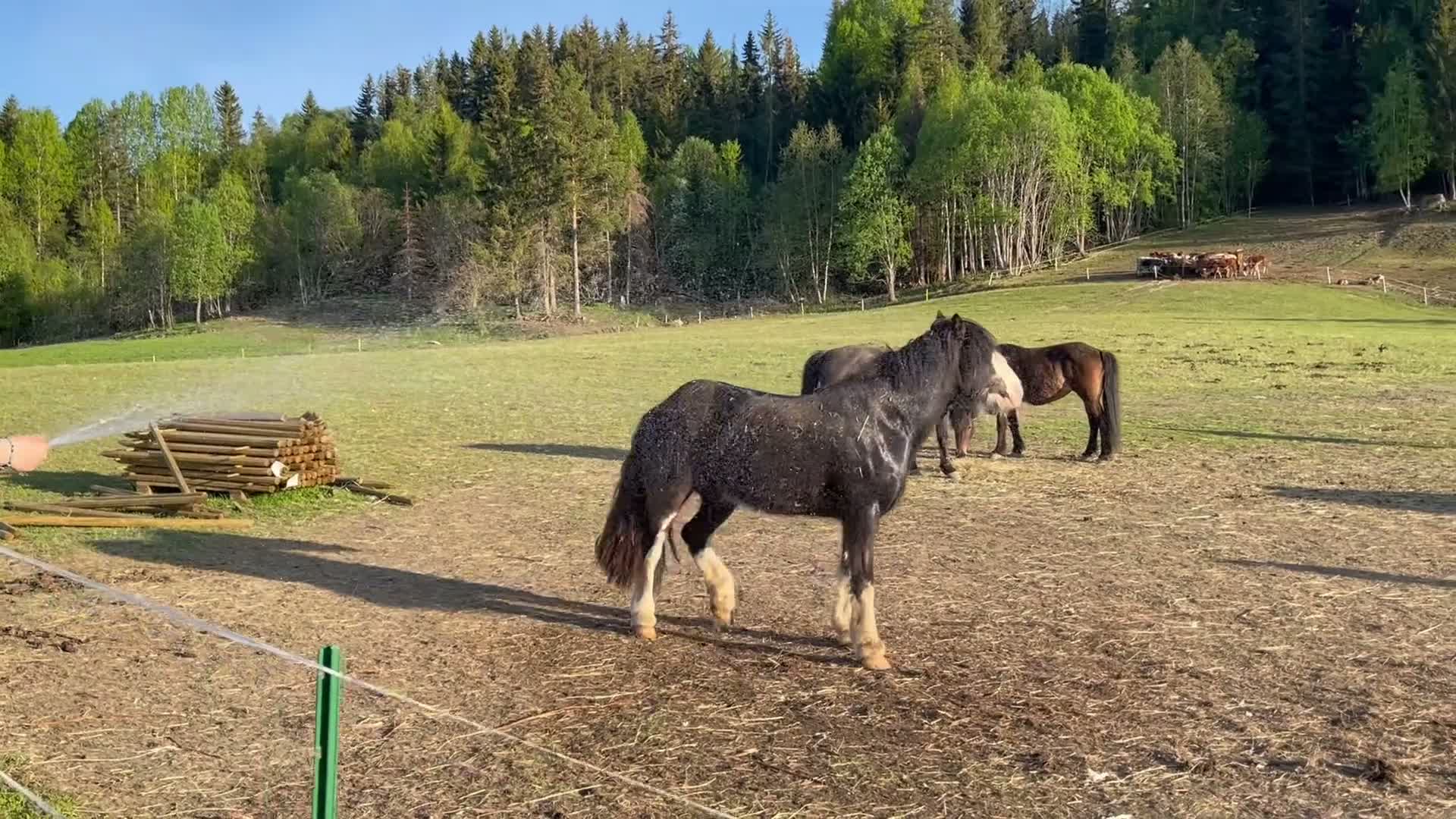 Allround hästar till salu: Diego - läromästare och tävlingsponny! i Bispgården - Video 2