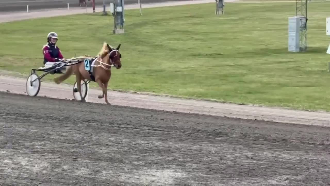 Trav hästar till salu: Uppdaterad annons! Shetlandsponny söker nytt hem - Video 1