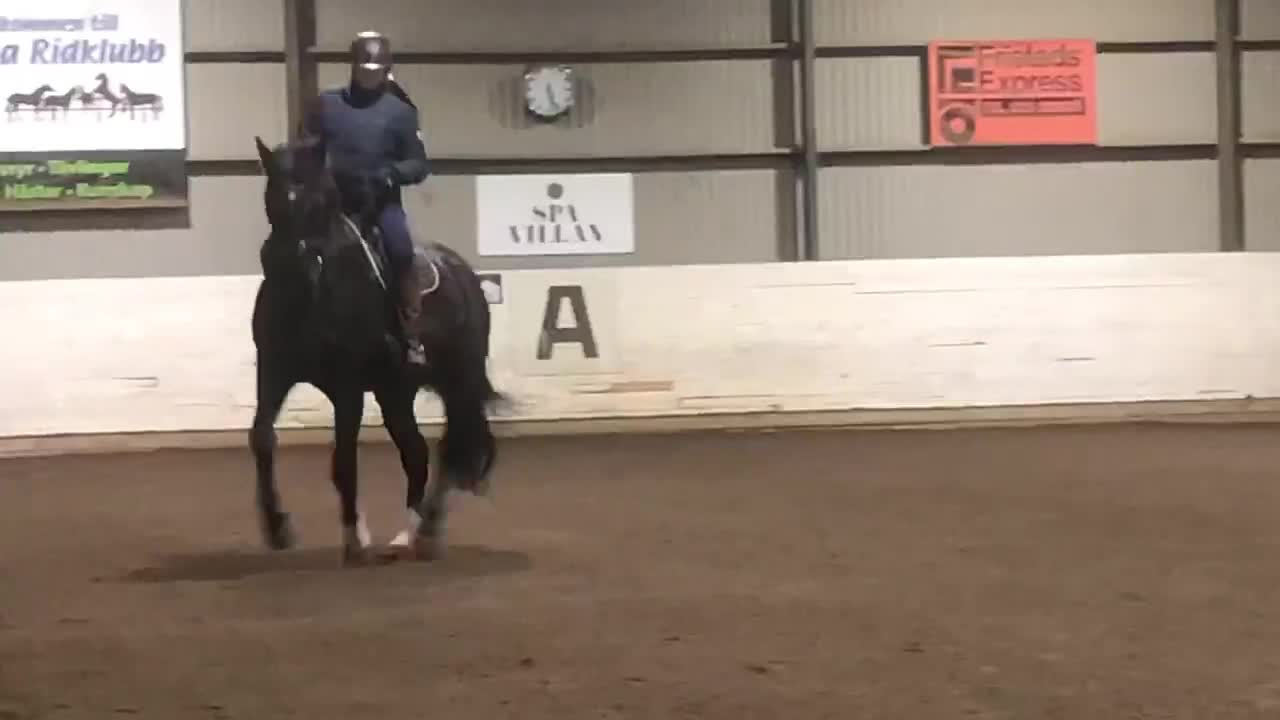 Allround hästar till salu: Vallack med personlighet - Video 5