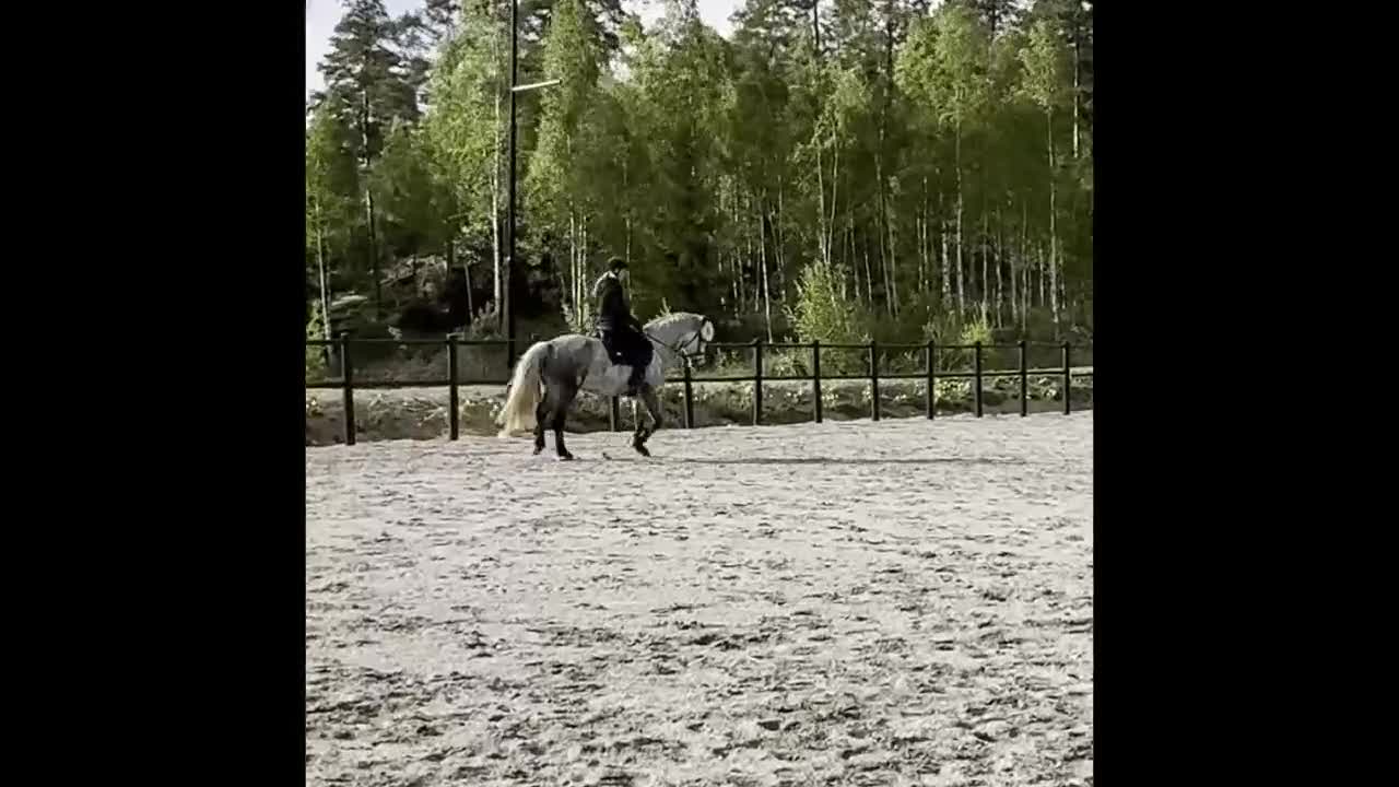 Allround hästar till salu: Förvalta vår Powerpuff pingla - Video 2