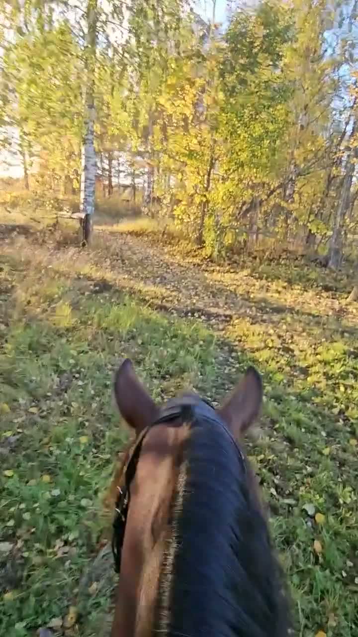 Allround hästar till salu: Drömkille - Video 3