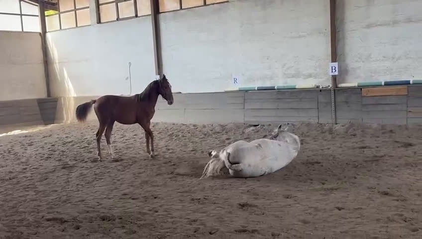 Allround hästar till salu: Luso varmblodig sto i Badajoz - Video 1