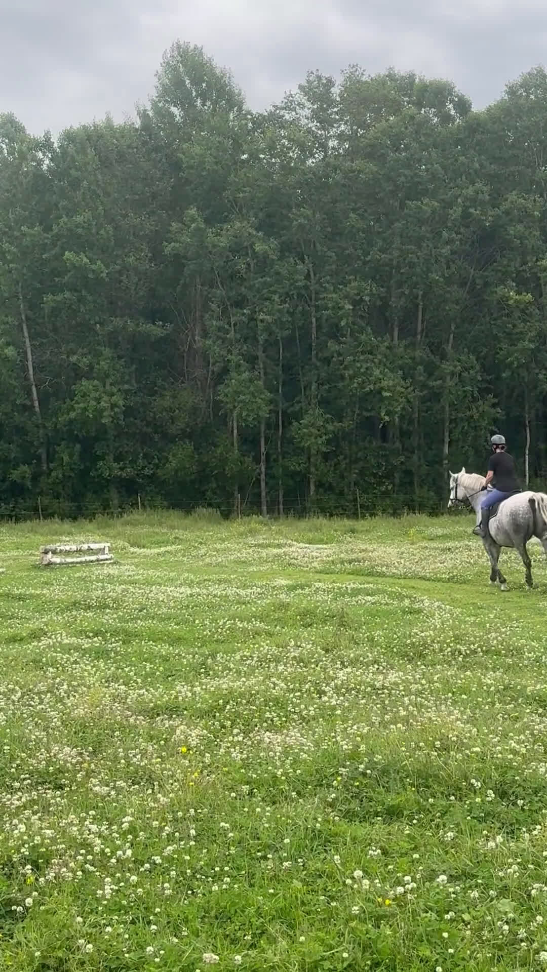 Allround hästar till salu: Häftig häst med hjärtat på rätt ställe i Kumla - Video 3