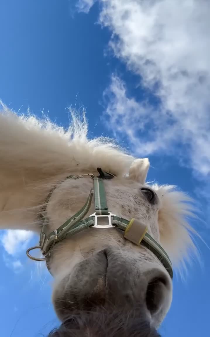 Allround hästar till salu: Sto med potential i Glommersträsk - Video 1