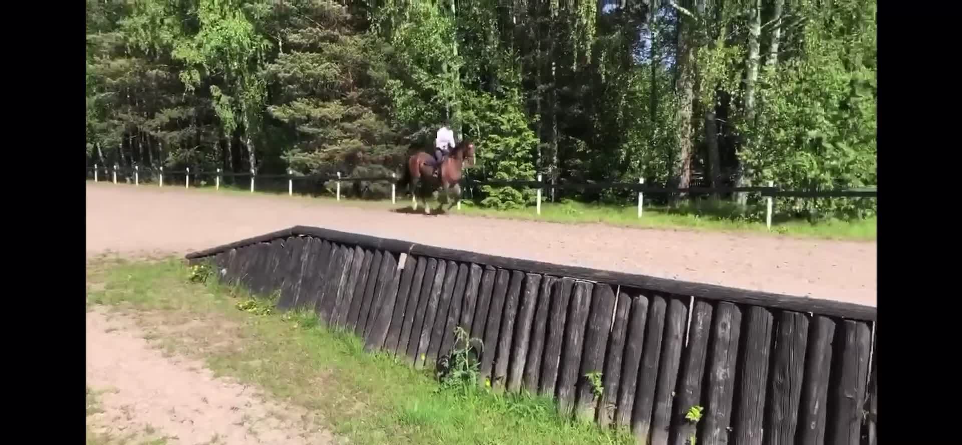 Hoppning hästar till salu: Trevlig fälttävlanshäst - Video 1