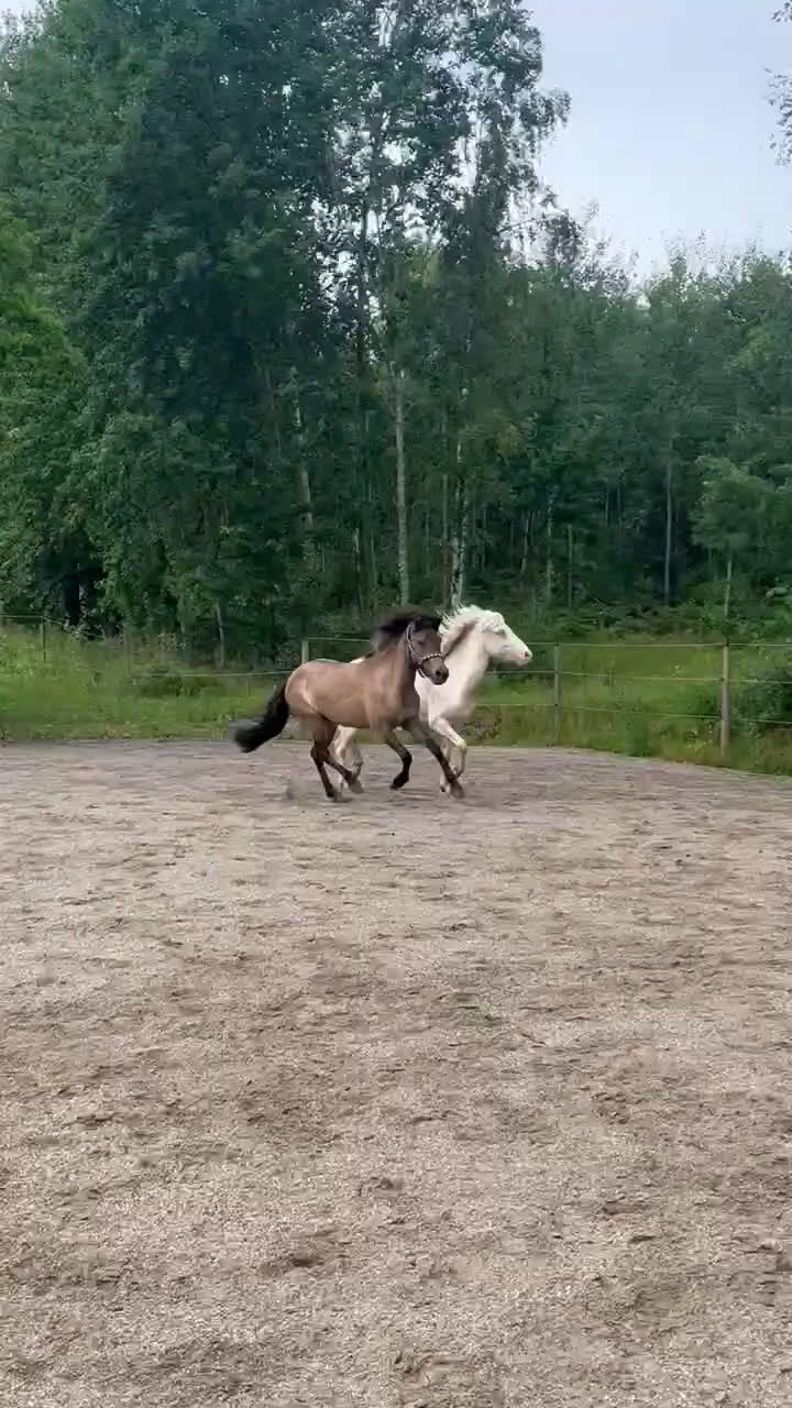 Island hästar till salu: 1  2 årigt  sto i Ramsberg - Video 1