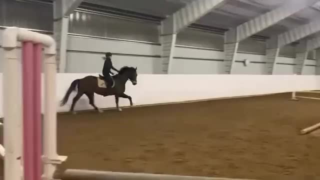 Dressyr hästar till salu: Mycket fin swb med bra psyke! - Video 2