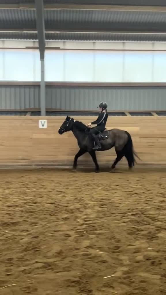  medryttarhäst sökes: Söker häst 1-2 dagar/vecka! - Video 2