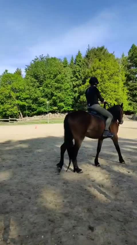 Allround hästar till salu: Charmig kigermustangvalack  - Video 1