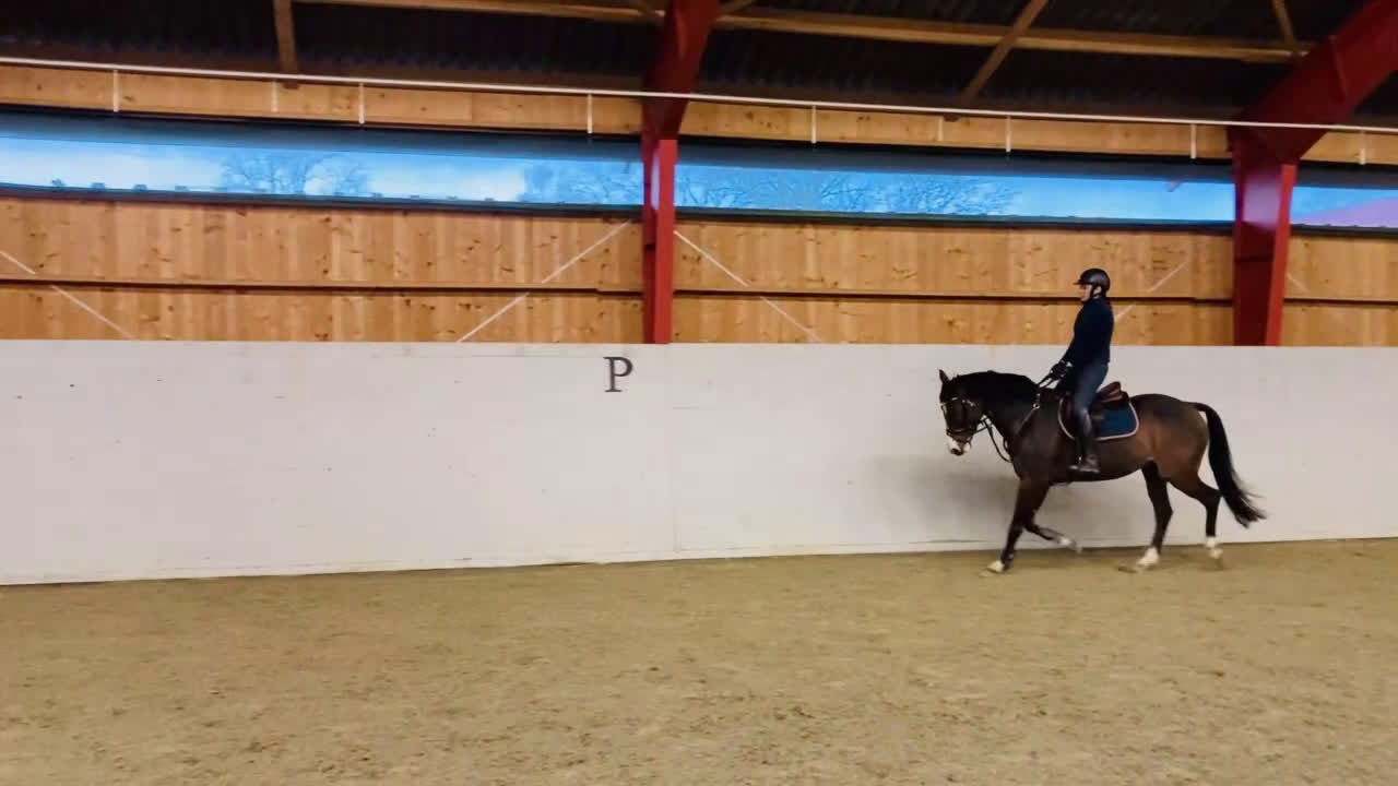 Hoppning hästar till salu: Vacker valack för valfri gren i Broby - Video 2