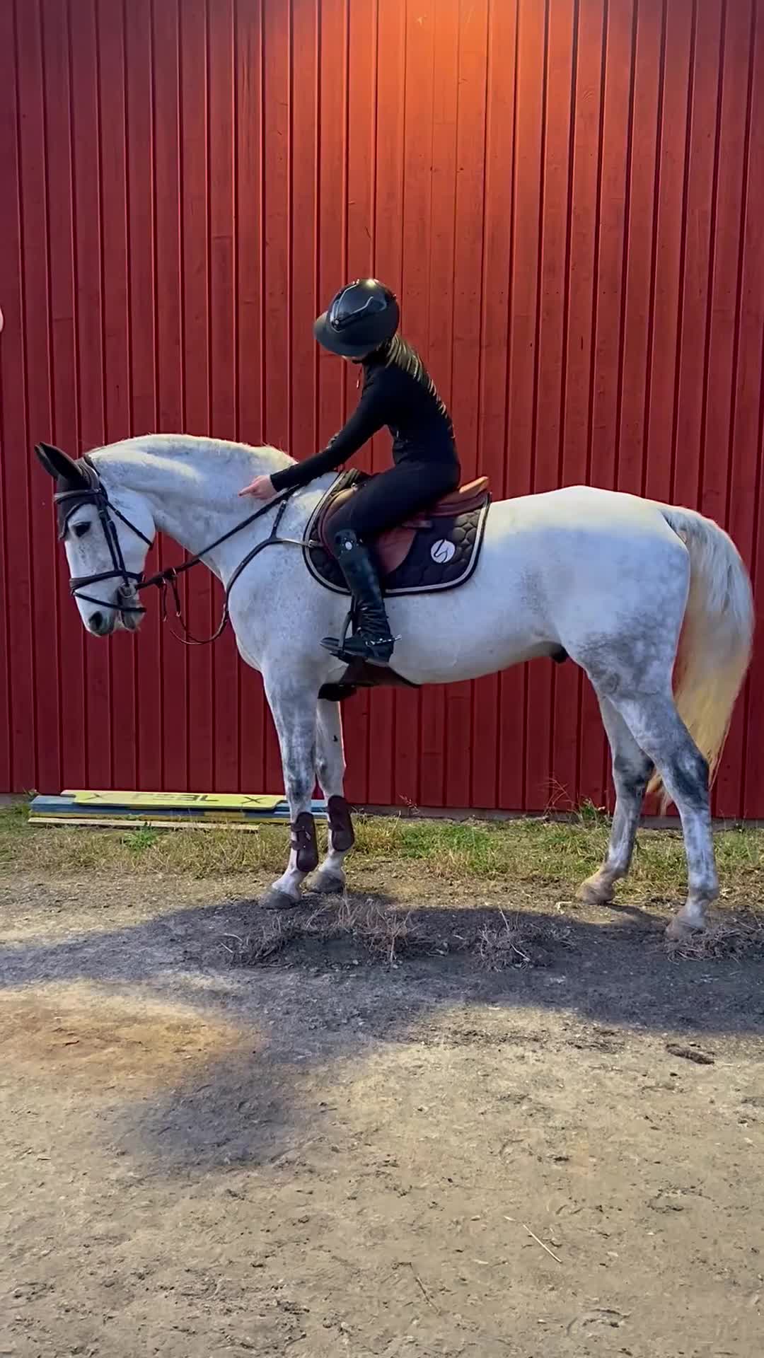 Allround hästar till salu: Underbar Allround häst i Kullavik - Video 1