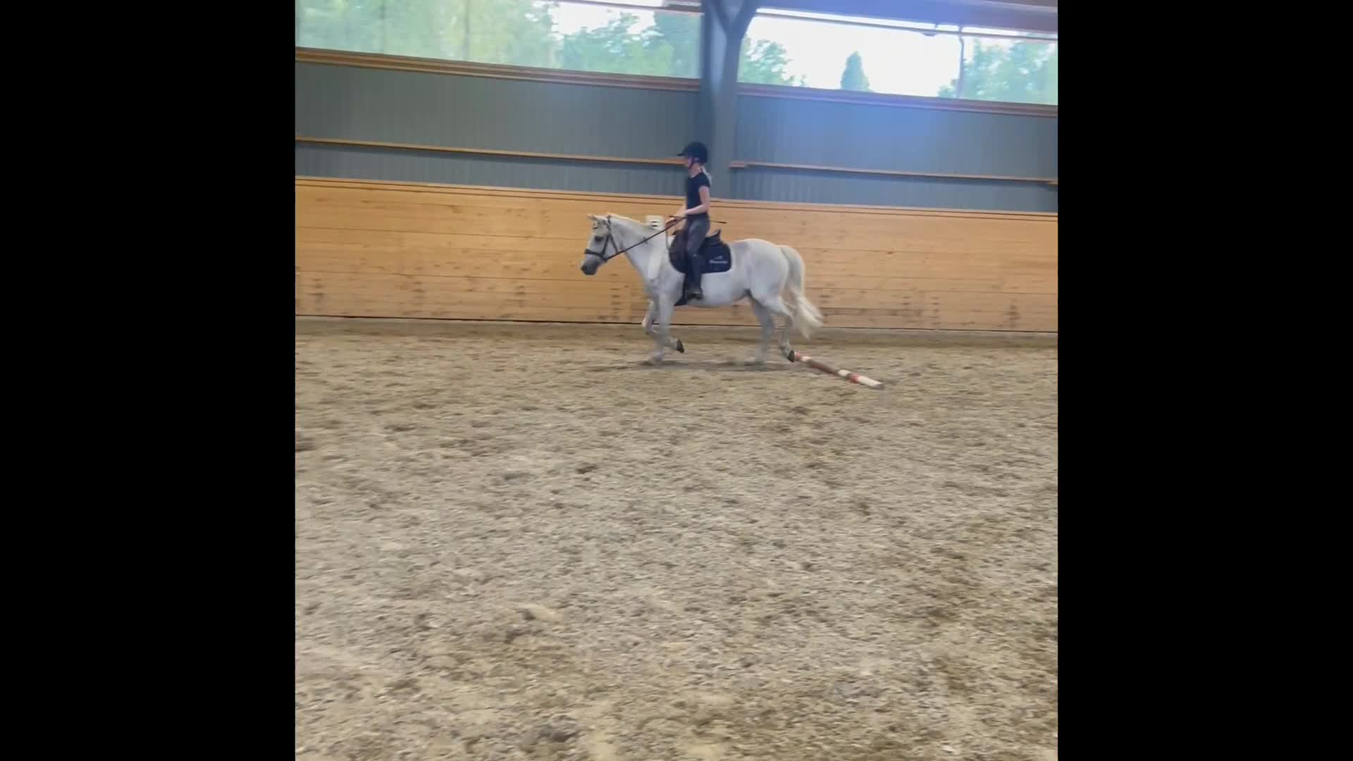 Allround hästar till salu: Snällt och mysigt sto 🌟 - Video 2