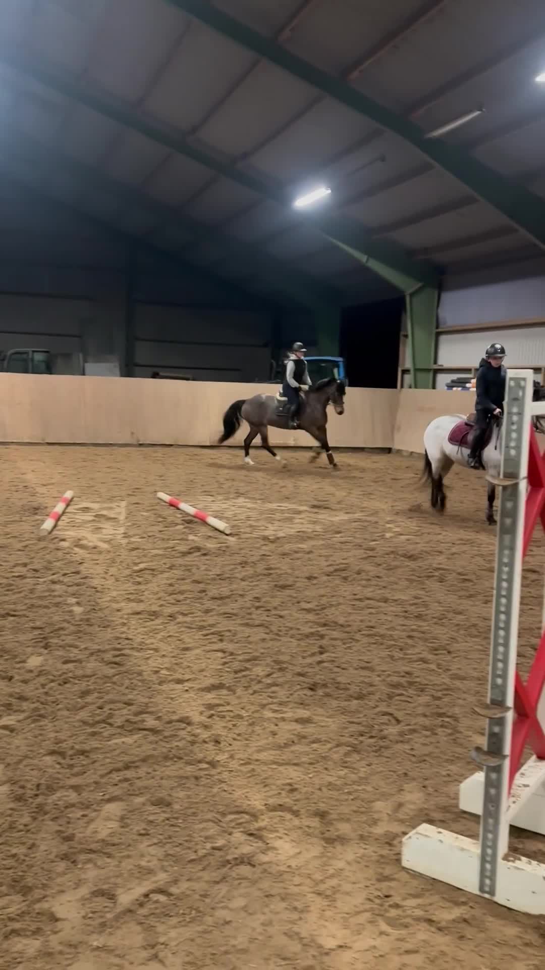 Hoppning hästar till salu: Charmig tjej med hjärta av guld  - Video 2