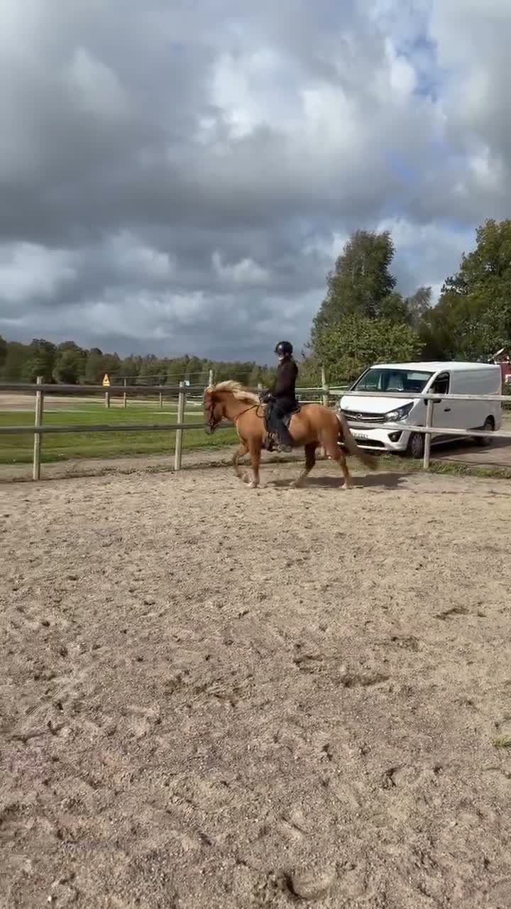 Island hästar till salu: Fritidshäst/Familjehäst  - Video 3