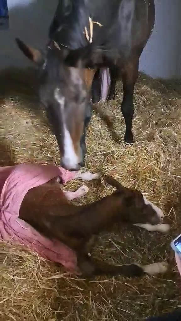 Avelshästar hästar till salu: Fint avelsto - Video 1