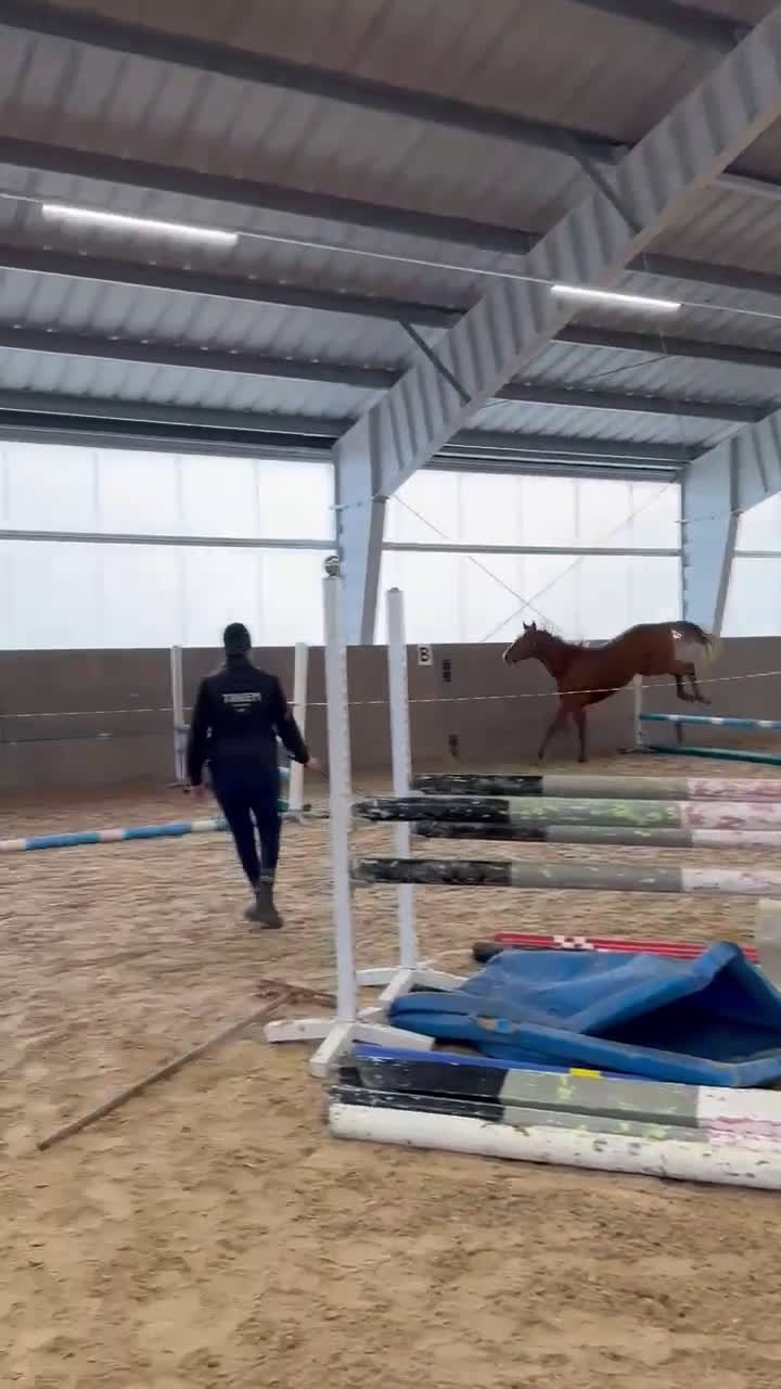 Hoppning hästar till salu: Arezzo VDL - Indoctro - Mr Blue i Östra Ämtervik - Video 4