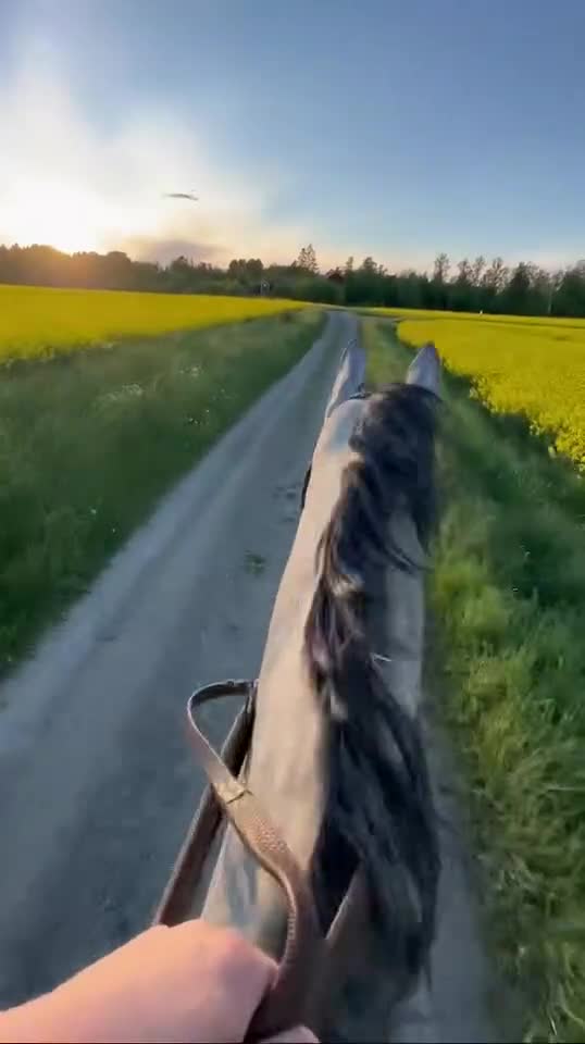 Allround hästar till salu: Vackert sto 6år! Clarimo - Heartbeat! - Video 3