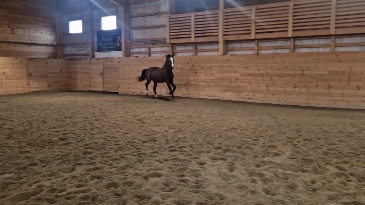 Dressyr hästar till salu: WGF Chelsea  - Video 1