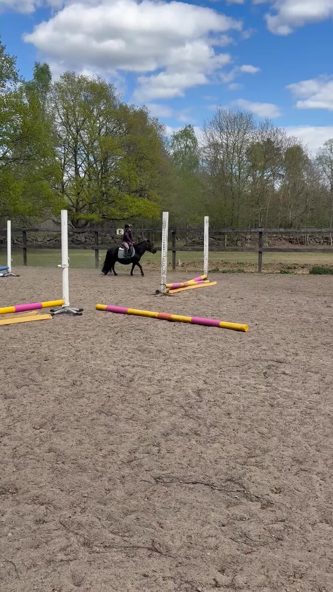 Allround hästar till salu: Fantastisk barnponny - Video 2