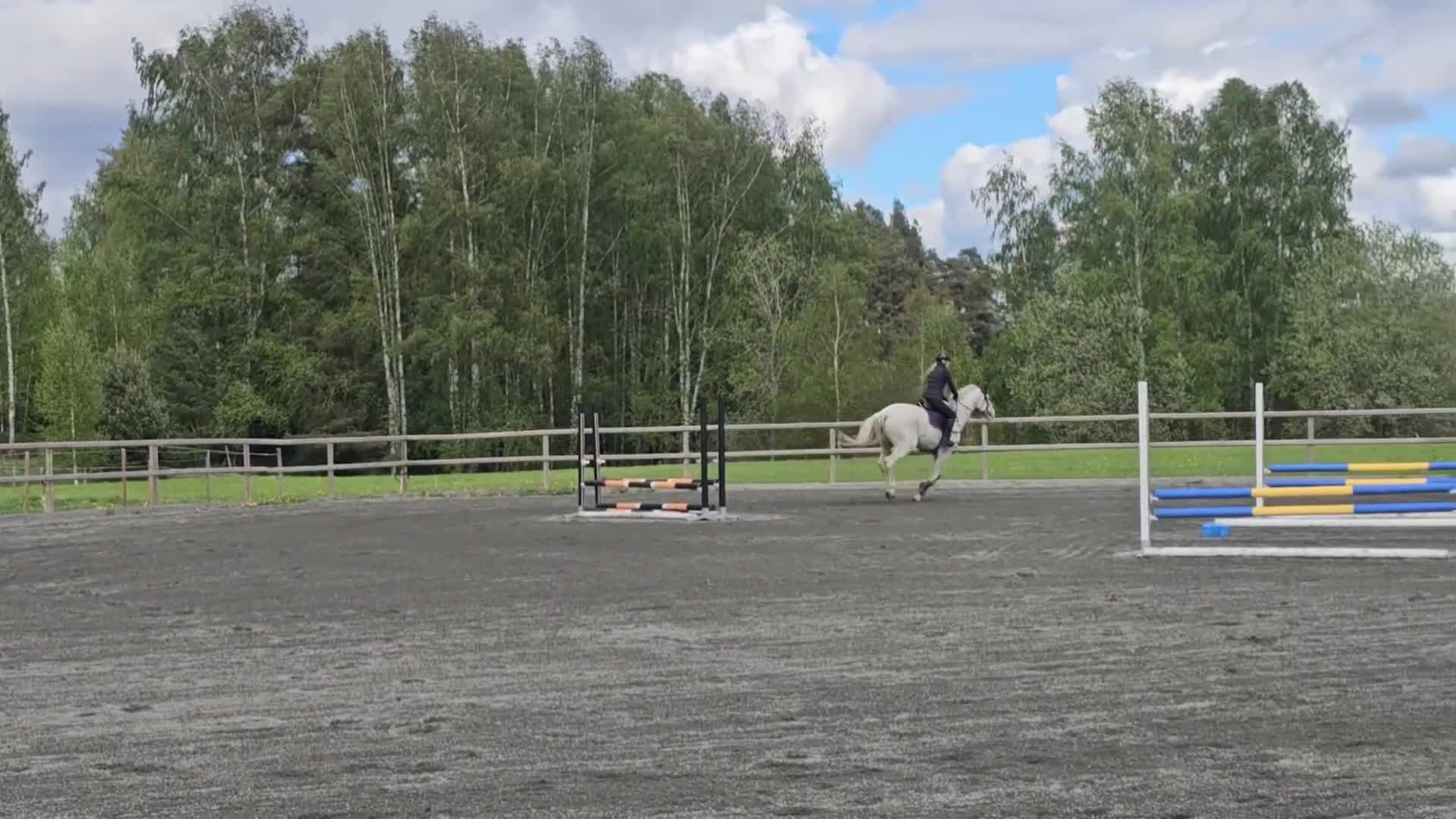 Allround hästar till salu: En riktig gentleman. - Video 1