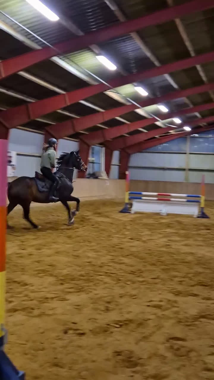 Hoppning hästar till salu: Talentfuld hoppe, med masser af kvalitet - Video 1