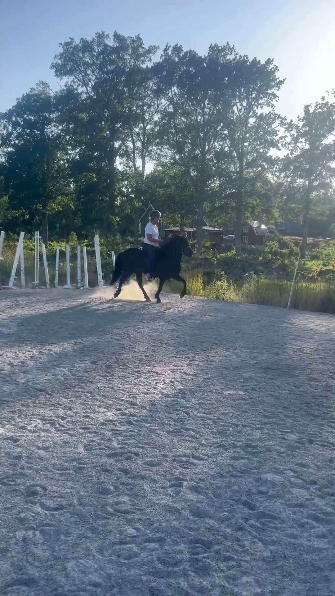 Island hästar till salu: Vackert lovande sto i Torsås - Video 2