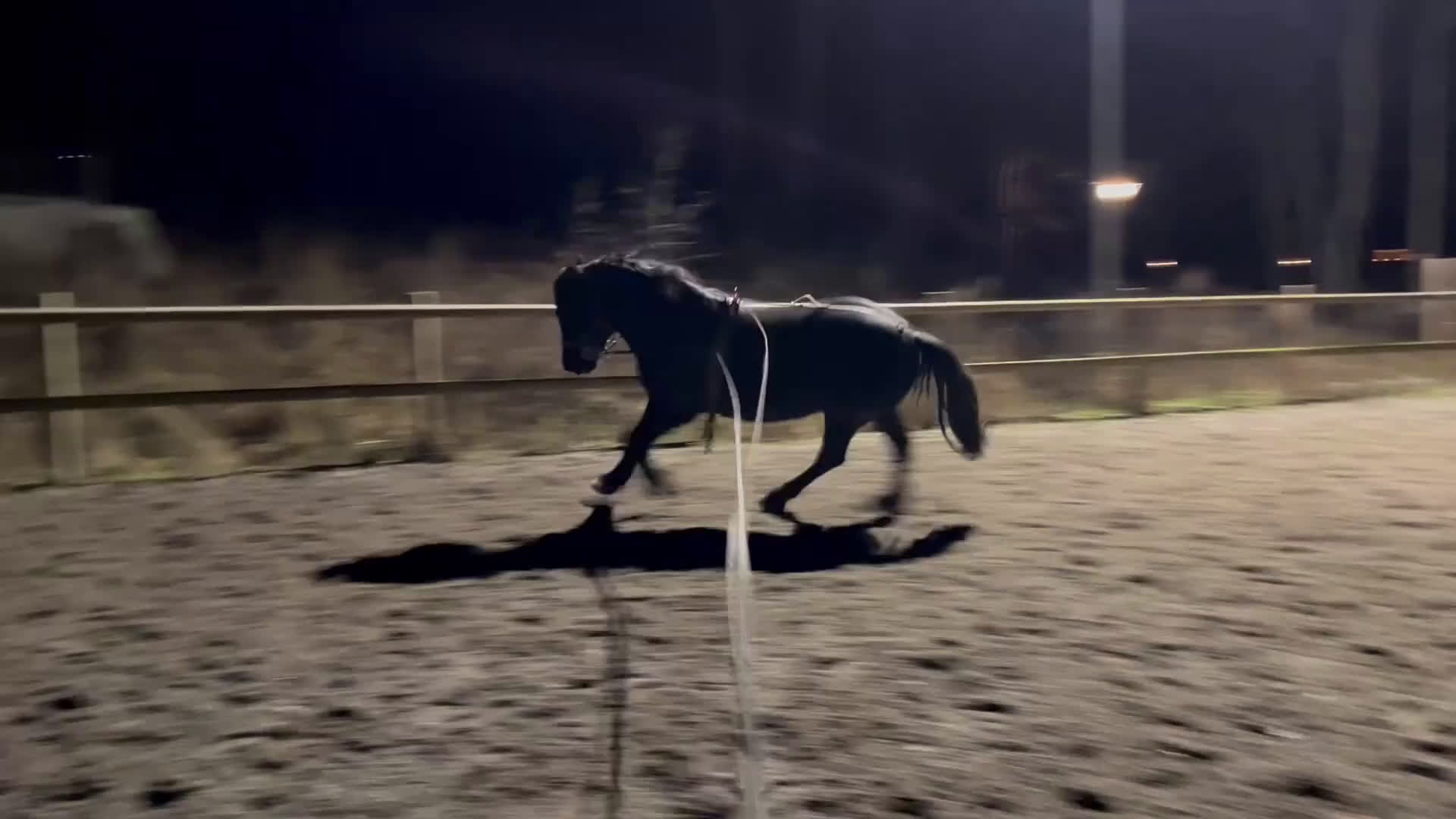 Allround hästar till salu: Bildskön kallblodstravare med fina gångarter  i Västerås - Video 3