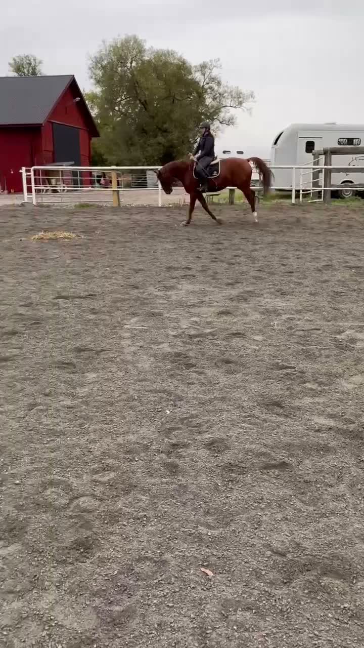 Allround hästar till salu: Snäll unghäst letar nytt hem - Video 2