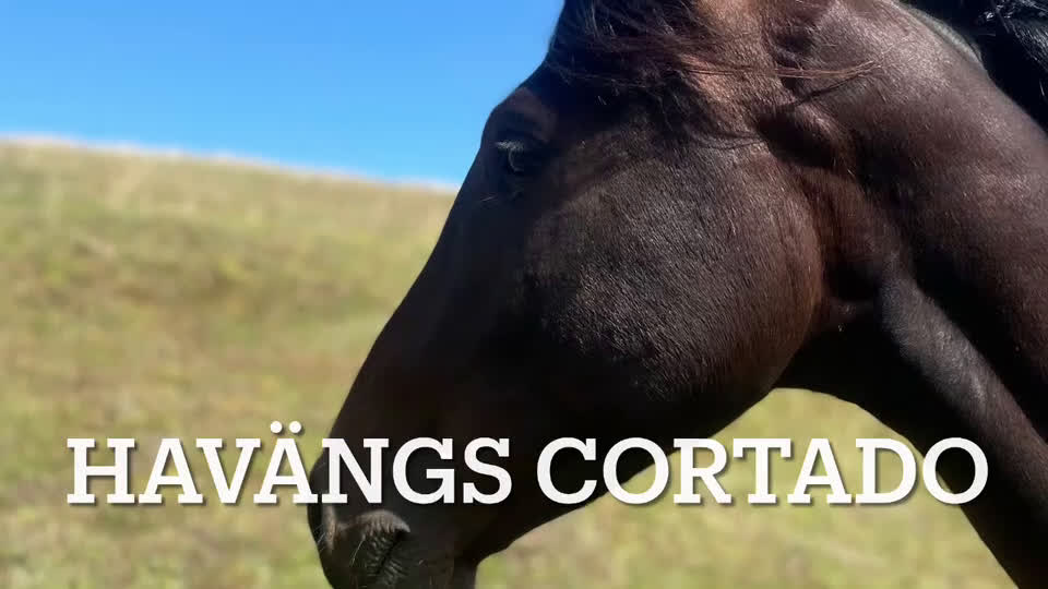 Allround hästar till salu: Fin 2 åring efter Oneofakinde- Don Primero i Degeberga - Video 1