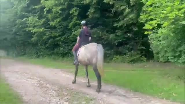 Allround hästar till salu: Exceptional Grey Beauty - Video 2