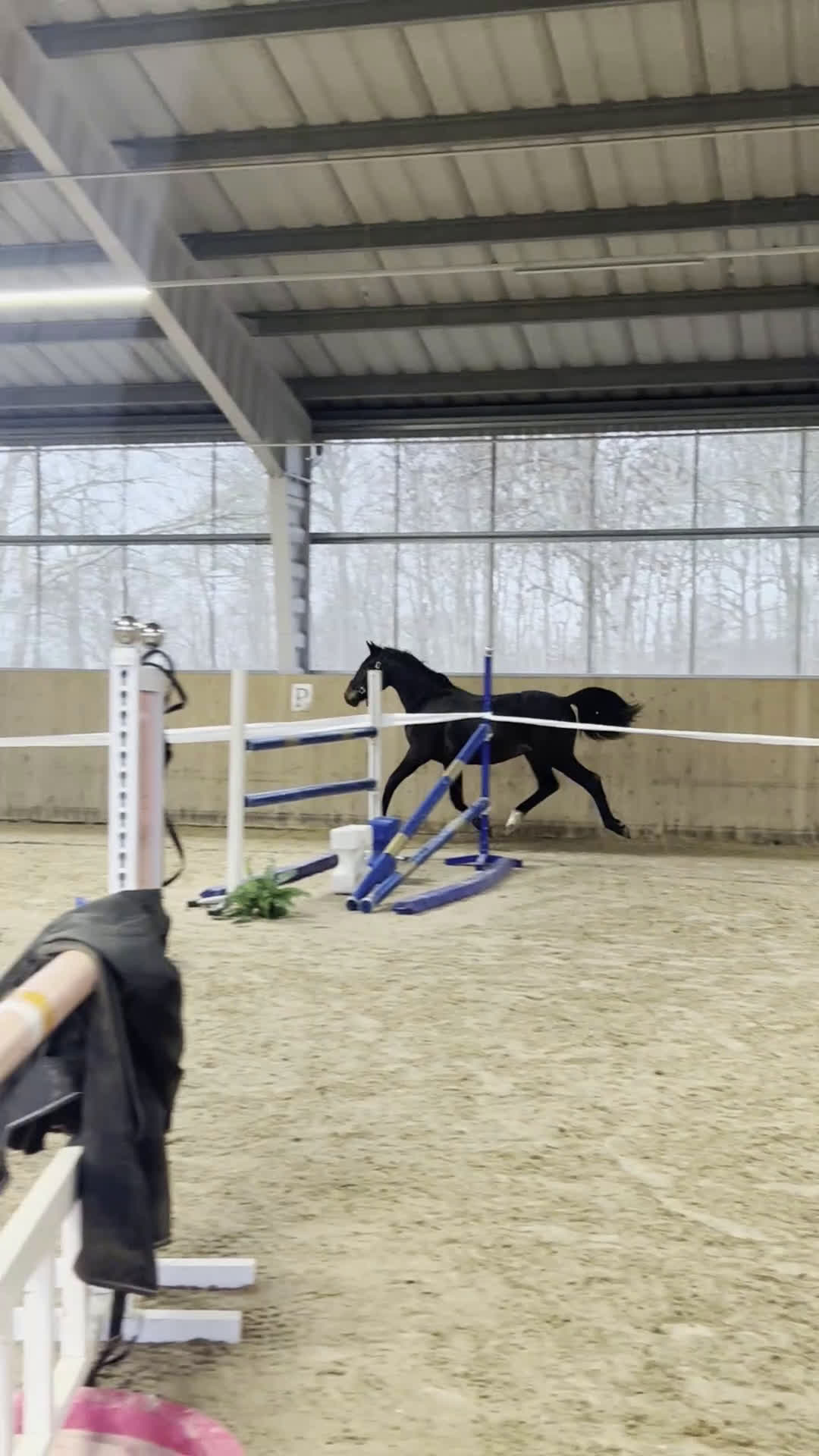 Dressyr hästar till salu: Snart 2-årig valack med fina gångarter i Jonstorp - Video 2