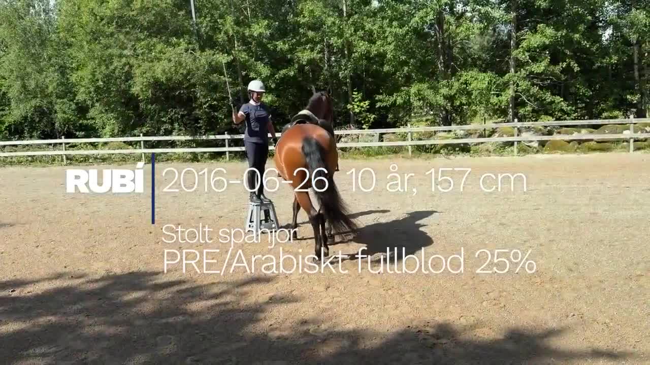  foderhäst finnes: VÄXJÖ foderhäst finnes i Växjö - Video 1