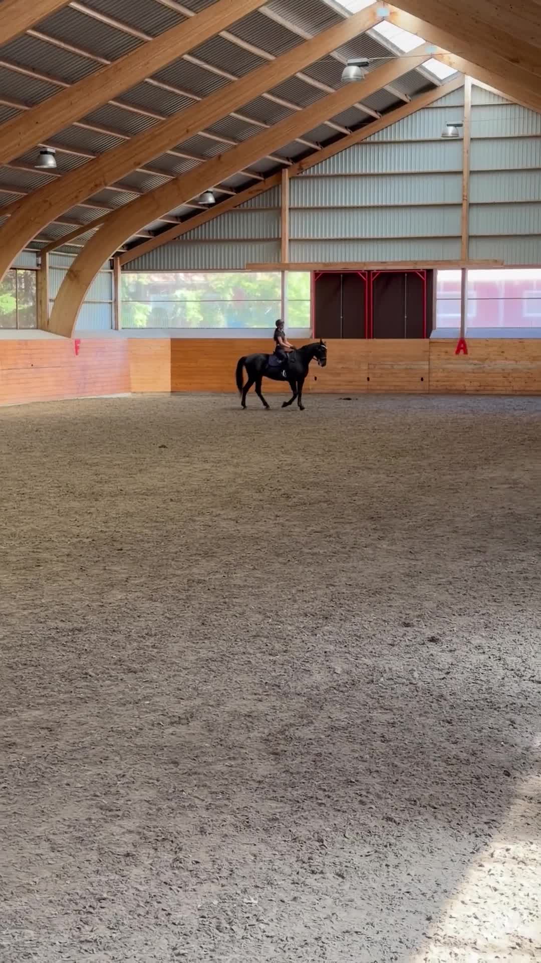 Allround hästar till salu: Fin valack söker nytt hem  - Video 1