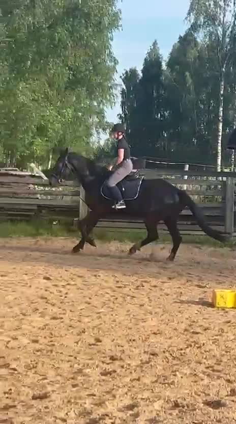 Allround hästar till salu: Till salu i Märsta - Video 2