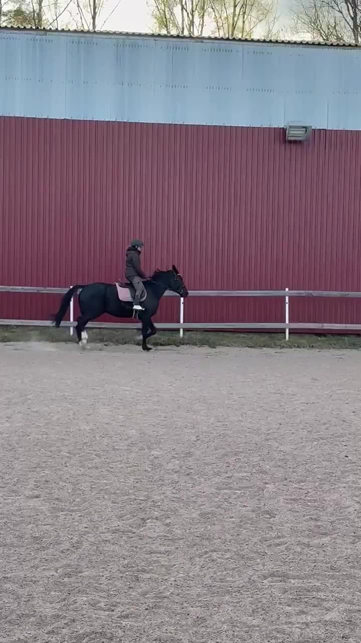 Allround hästar till salu: Snällaste killen söker nytt hem - Video 2
