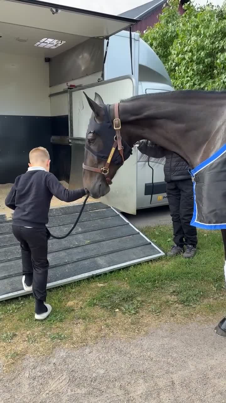 Allround hästar till salu: Ridtravare - Video 2